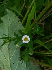 Erigeron annuus