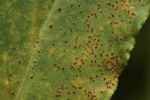 Puccinia acetosae