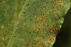 Puccinia acetosae