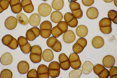 Puccinia acetosae