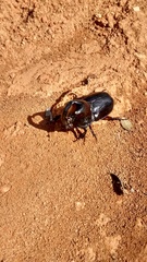 Megaceras