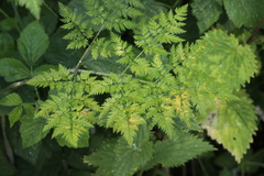 Puccinia chaerophylli retifera