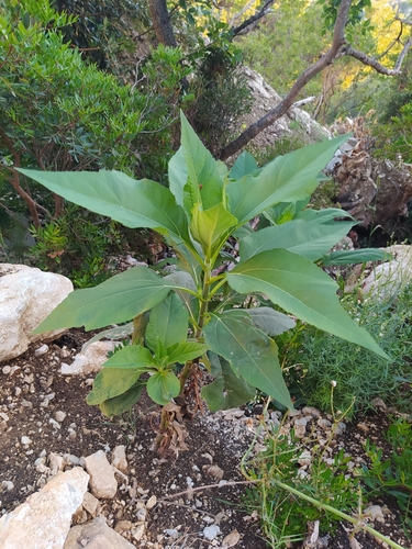 Topinambur (Helianthus tuberosus)