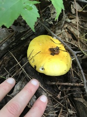 Russula flavida