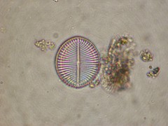 Cocconeis