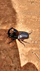 Megaceras