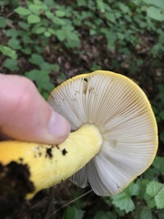 Russula flavida