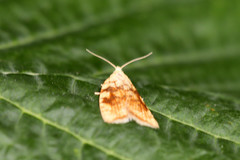 Aleimma loeflingiana