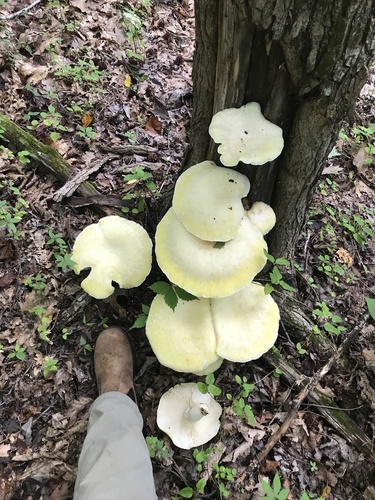 Lynx Paw Oyster (Pleurotus levis)
