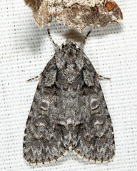 Acronicta tristis