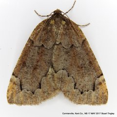 Spodolepis substriataria