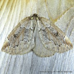 Spodolepis substriataria