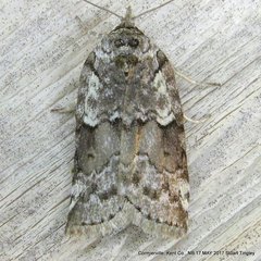 Nycteola