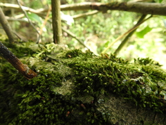 Orthotrichum stramineum