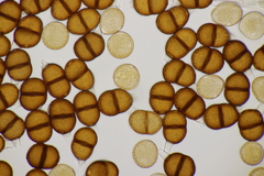 Puccinia chaerophylli retifera