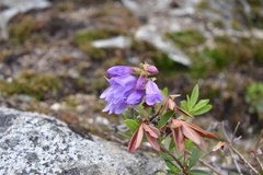 Penstemon fruticosus