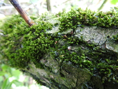 Orthotrichum stramineum