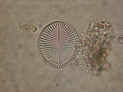 Cocconeis