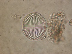 Cocconeis
