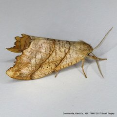 Drepana bilineata