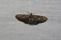 Eupithecia tripunctaria