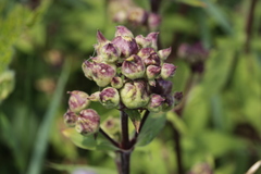 Thecaphora saponariae