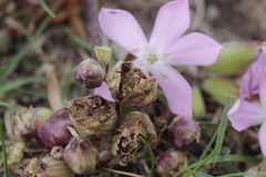 Thecaphora saponariae