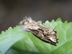 Acrolophinae