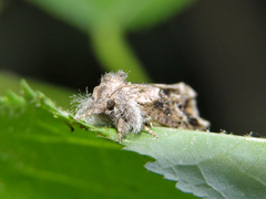 Acrolophinae