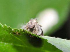 Acrolophinae