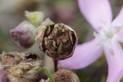 Thecaphora saponariae