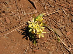 Triteleia ixioides anilina