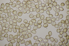 Thecaphora saponariae