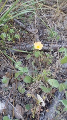 Malvastrum aurantiacum