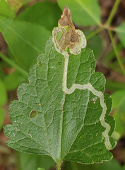 Liriomyza carphephori