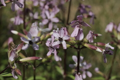 Microbotryum saponariae