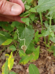 Liriomyza carphephori