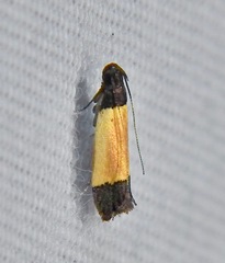 Anacampsis coverdalella