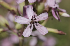 Microbotryum saponariae