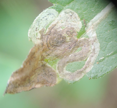 Liriomyza carphephori