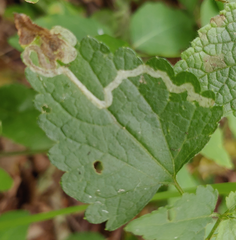Liriomyza carphephori