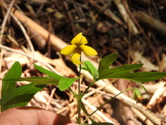 Viola lobata