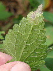 Liriomyza carphephori