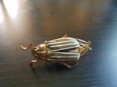 Polyphylla decemlineata