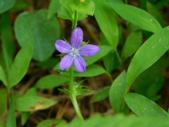 Triodanis perfoliata