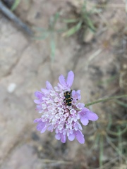 Trichodes leucopsideus
