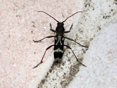 Chlorophorus figuratus