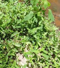 Valerianella locusta