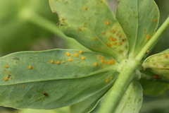 Melampsora euphorbiae