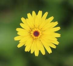 Hypochaeris maculata